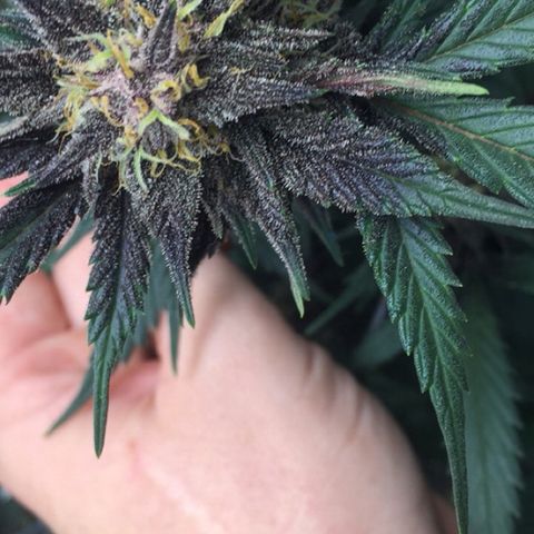 Purple lemonade  growlog timeline photo