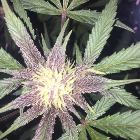 Purple lemonade  growlog photo:  I am just amazed how pretty she is looking