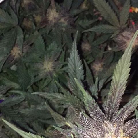 Purple lemonade  growlog timeline photo