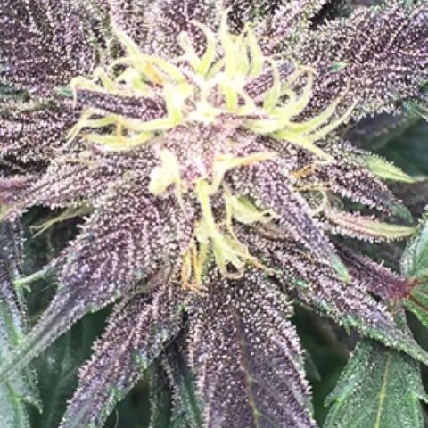 Purple lemonade  growlog timeline photo