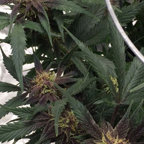 Purple lemonade  growlog photo: Looking good