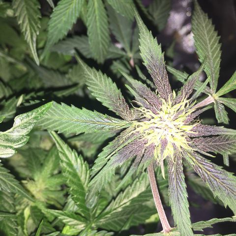 Purple lemonade  growlog photo:  She’s getting more color day by day 