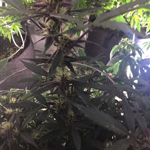 Purple lemonade  growlog photo:  She’s getting more color day by day 