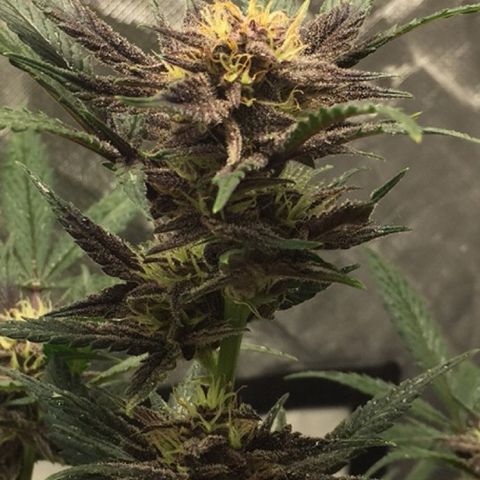 Purple lemonade  growlog timeline photo