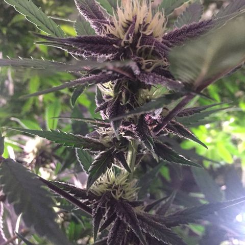 Purple lemonade  growlog photo:  I am just amazed how pretty she is looking