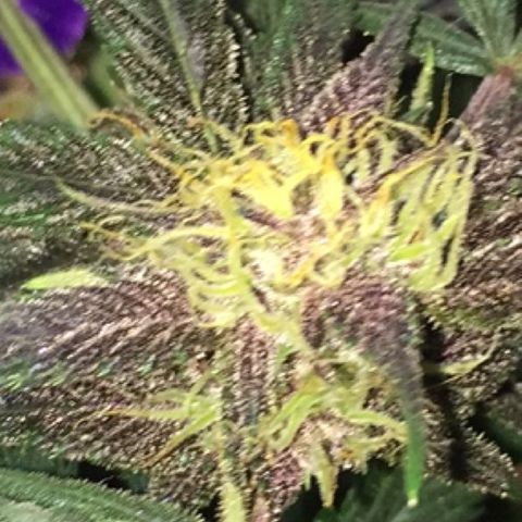Purple lemonade  growlog timeline photo