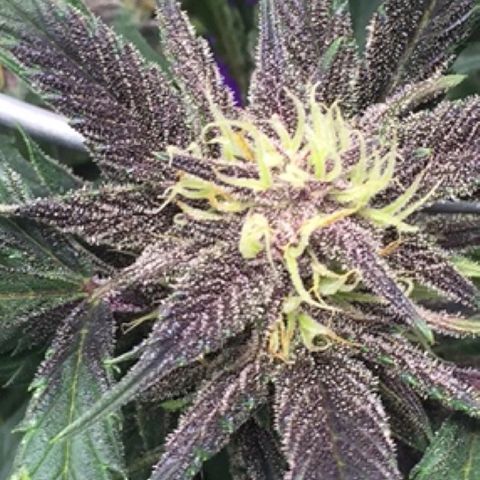 Purple lemonade  growlog timeline photo