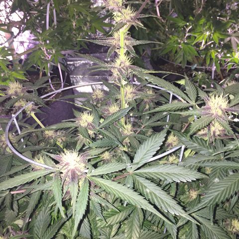 Purple lemonade  growlog photo:  She’s getting more color day by day 