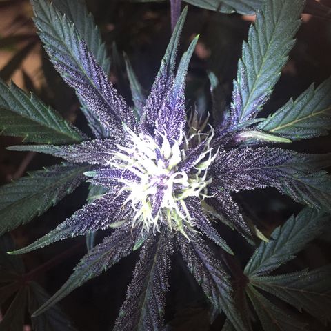 Purple lemonade  growlog photo: So enjoy seeing this purple just spread vibrant color