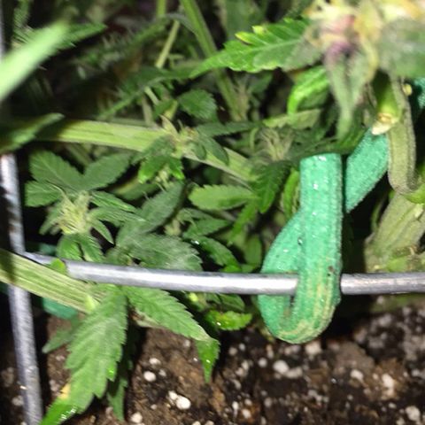 Purple lemonade  growlog timeline photo