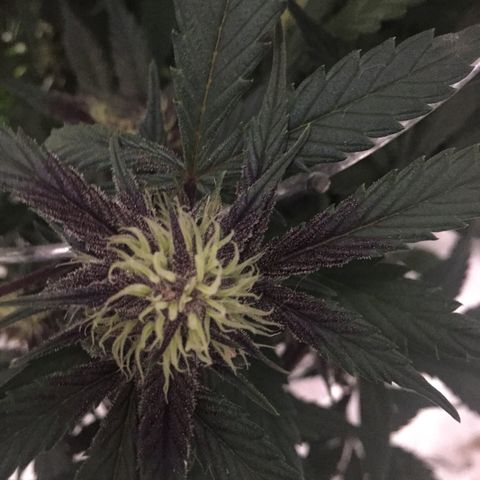 Purple lemonade  growlog photo:  I am just amazed how pretty she is looking