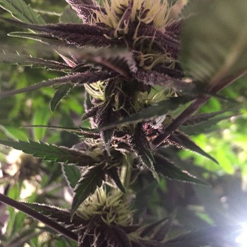 Purple lemonade  growlog photo:  I am just amazed how pretty she is looking