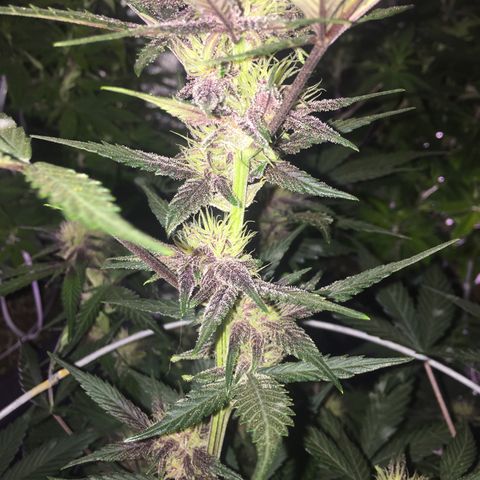Purple lemonade  growlog photo:  I am just amazed how pretty she is looking