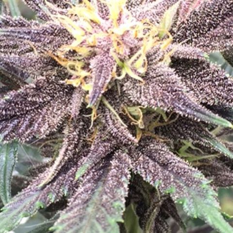 Purple lemonade  growlog photo: Looking good