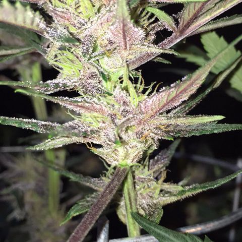Purple lemonade  growlog timeline photo