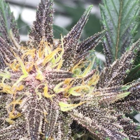 Purple lemonade  growlog timeline photo