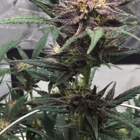 Purple lemonade  growlog timeline photo