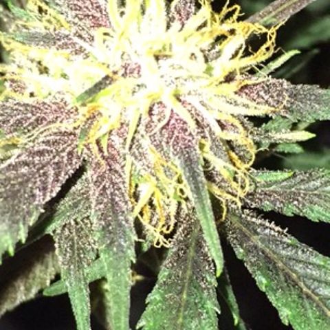 Purple lemonade  growlog timeline photo