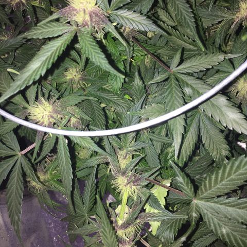 Purple lemonade  growlog photo:  She’s getting more color day by day 
