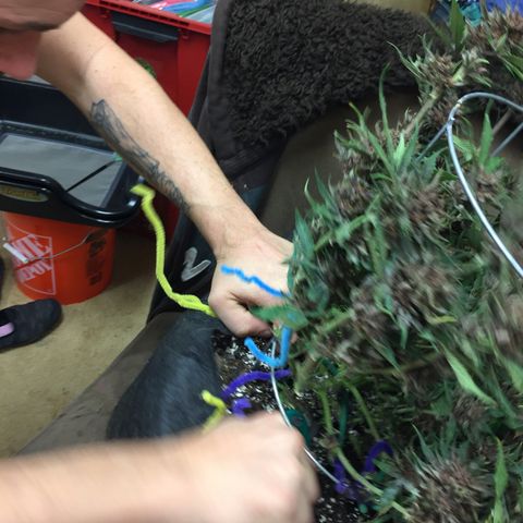 Purple lemonade  growlog photo: Harvest 