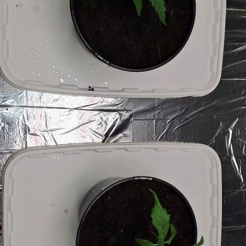 Tahiti PCM growlog photo: Rempotage pot 2L
Arrosage 100ml