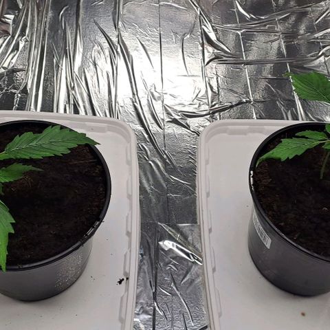 Tahiti PCM growlog timeline photo