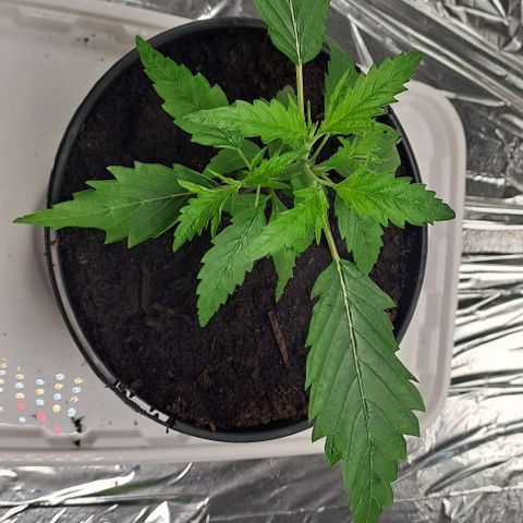 Tahiti PCM growlog timeline photo
