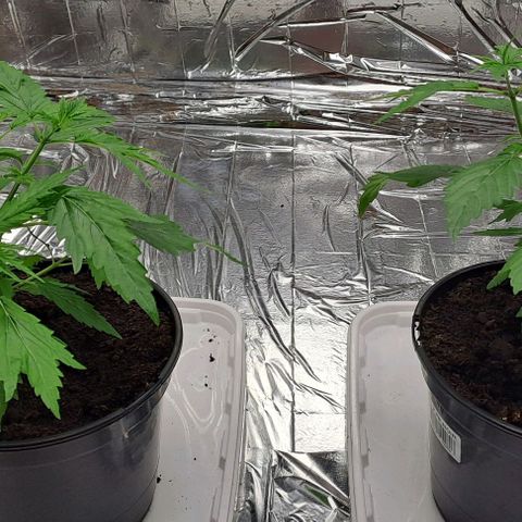 Tahiti PCM growlog timeline photo