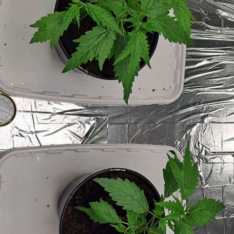 Tahiti PCM growlog timeline photo