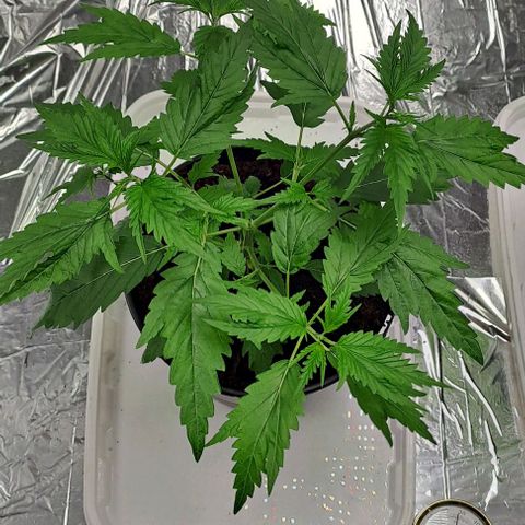 Tahiti PCM growlog timeline photo