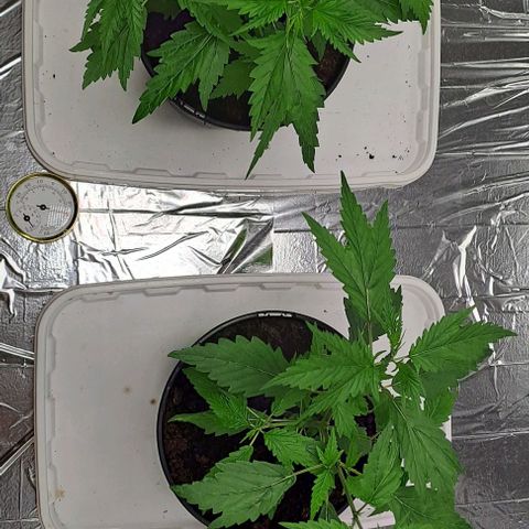 Tahiti PCM growlog timeline photo