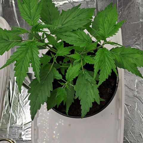 Tahiti PCM growlog timeline photo