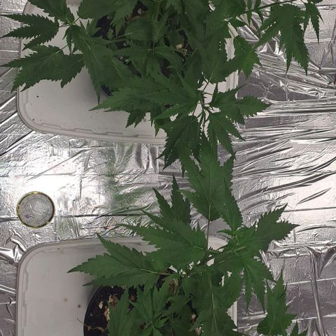 Tahiti PCM growlog timeline photo