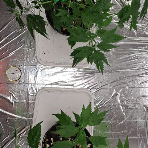 Tahiti PCM growlog timeline photo