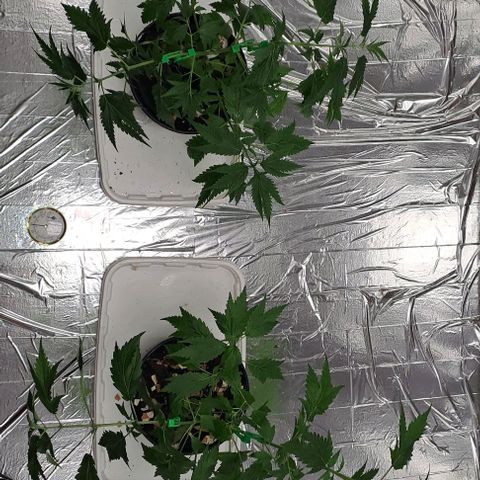 Tahiti PCM growlog timeline photo