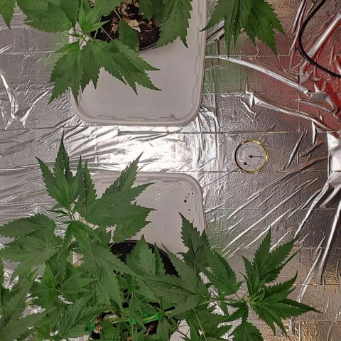 Tahiti PCM growlog timeline photo