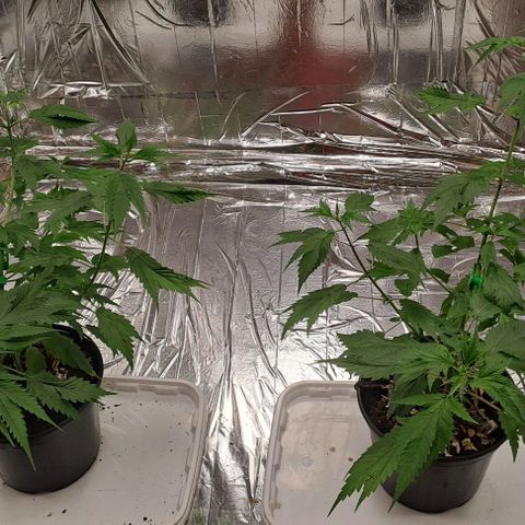 Tahiti PCM growlog timeline photo