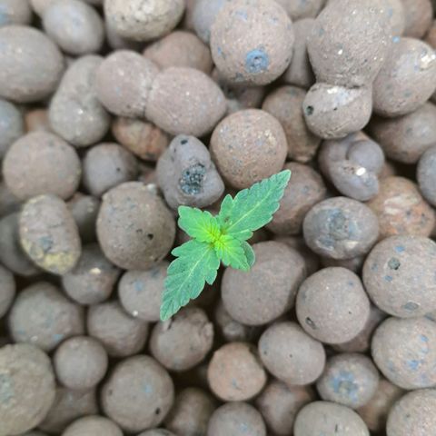 Mamba Negra auto DWC growlog timeline photo