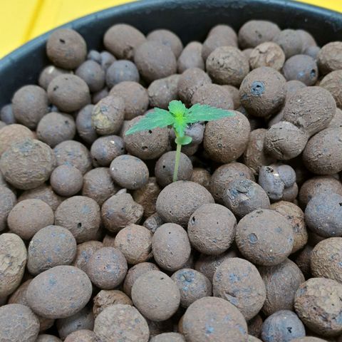 Mamba Negra auto DWC growlog timeline photo