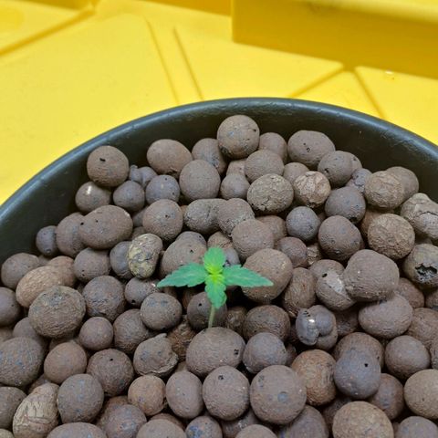 Mamba Negra auto DWC growlog photo: Ph 5.9