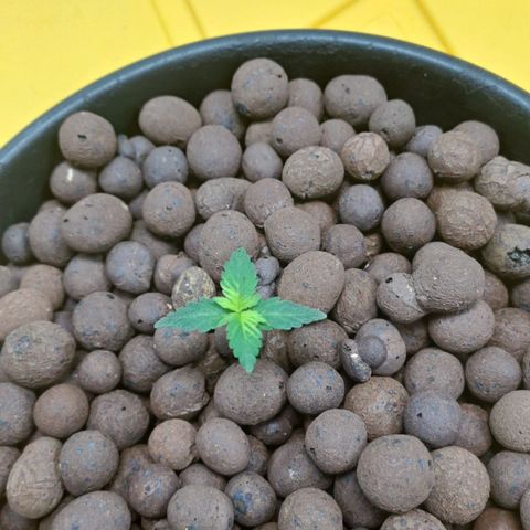 Mamba Negra auto DWC growlog timeline photo