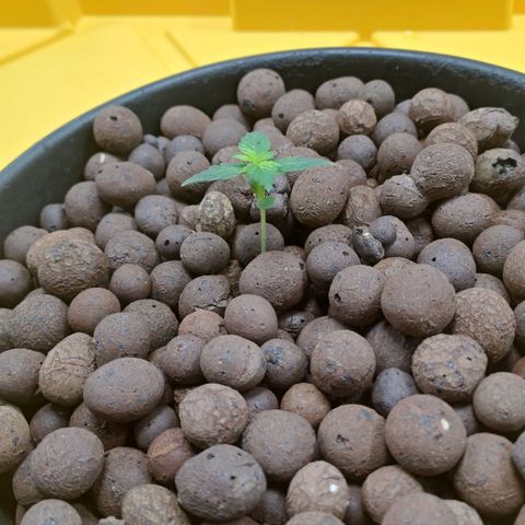 Mamba Negra auto DWC growlog timeline photo