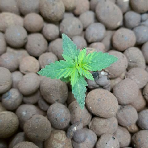 Mamba Negra auto DWC growlog timeline photo