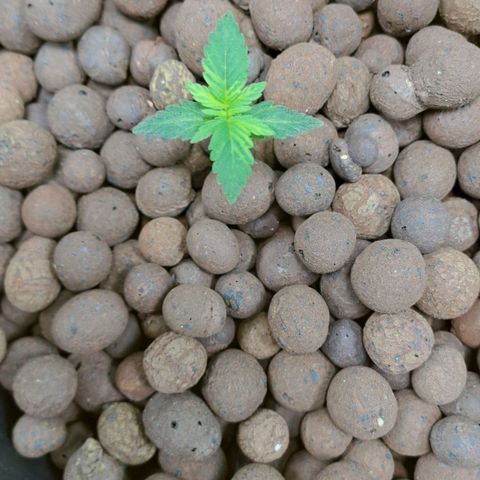 Mamba Negra auto DWC growlog timeline photo