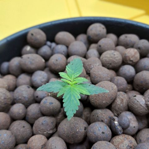 Mamba Negra auto DWC growlog photo: Ec 1506
Ph 5.78