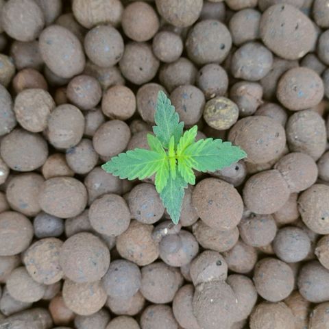 Mamba Negra auto DWC growlog photo: Ec 1506
Ph 5.78