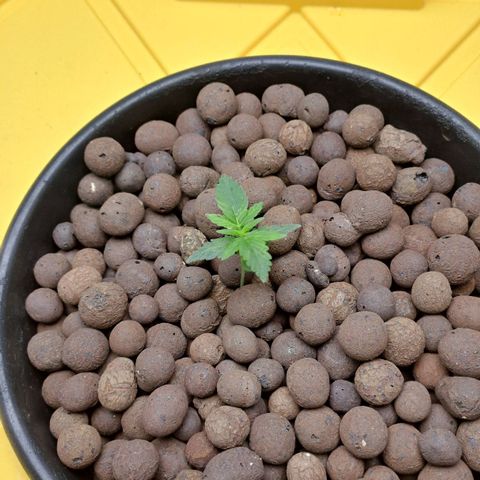 Mamba Negra auto DWC growlog photo: Ec 1427
Ph 5.79