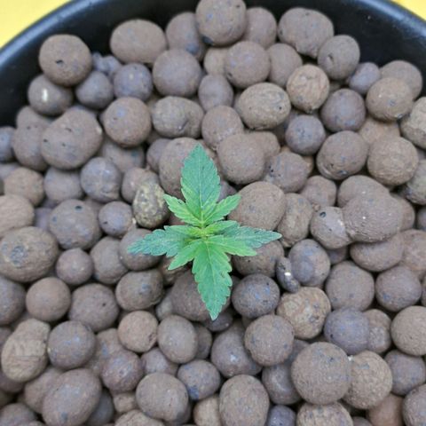 Mamba Negra auto DWC growlog photo: Ec 1427
Ph 5.79