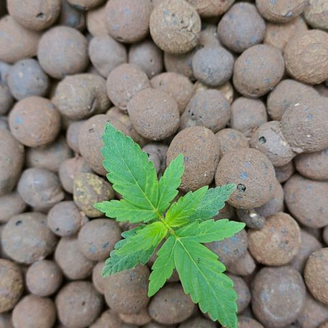 Mamba Negra auto DWC growlog photo: All good
Ec 1400
Ph 5.79
