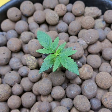 Mamba Negra auto DWC growlog photo: All good
Ec 1400
Ph 5.79